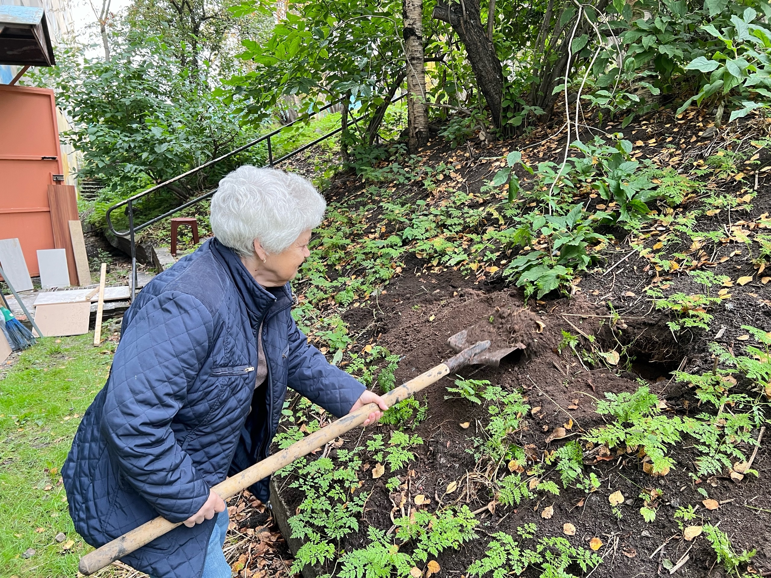 Пенсионеры высадили кусты венгерской сирени на ул. Гаджиева в Мурманске