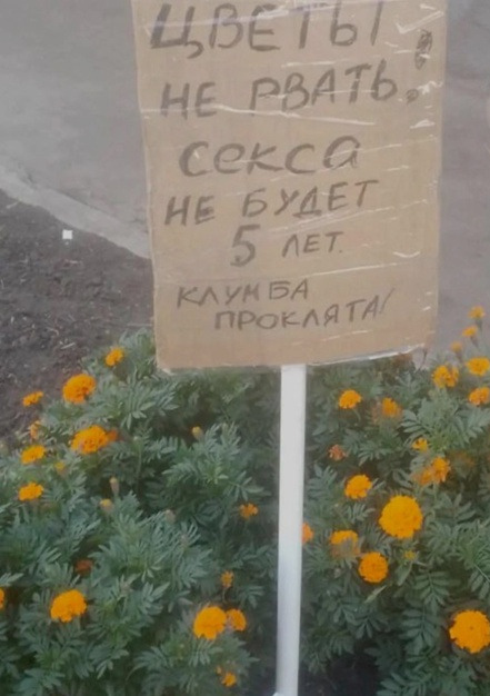 В Мурманске появилась «проклятая» клумба – вандалы обходят ее стороной