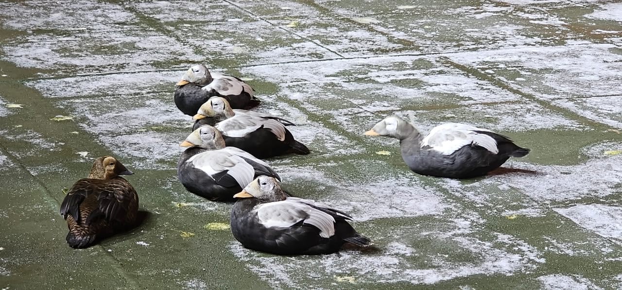 В Восточно-Сибирском море гаги решили отдохнуть на борту атомного ледокола