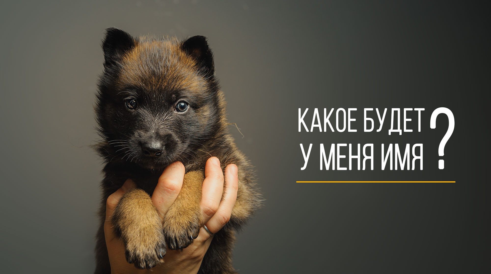 Мурманчане выбрали клички щенкам — будущим помощникам полицейских-кинологов