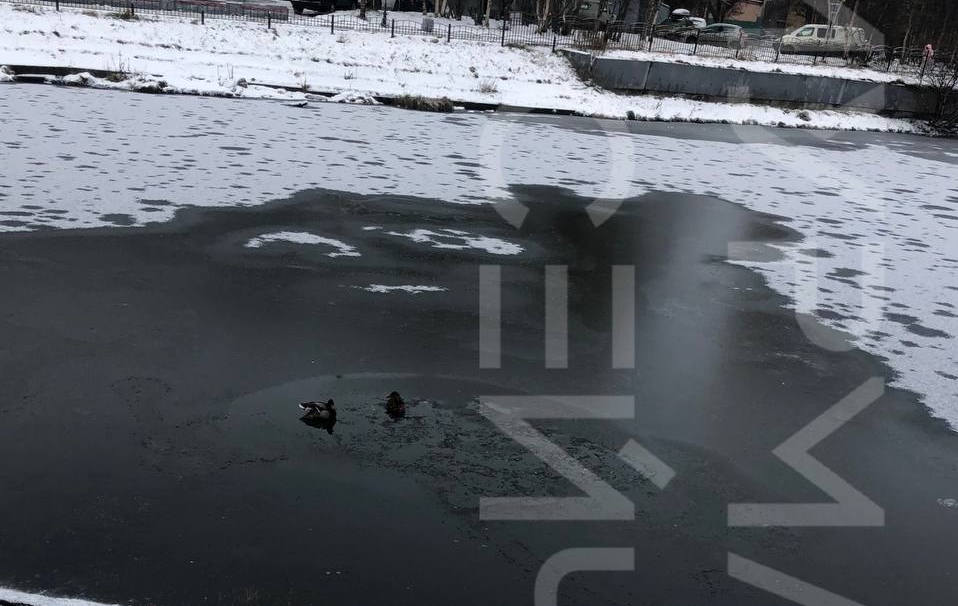«Спасите их»: на пруду по ул. Марата заметили селезня со сломанным крылом и утку — соцсети