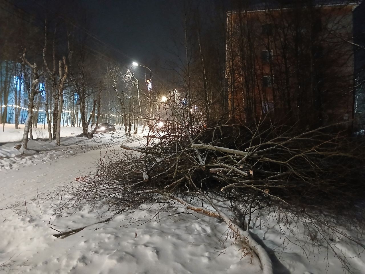 «Новогоднее украшение из натуральных веток»: в Кандалакше пилят деревья и оставляют валяться кучами — соцсети