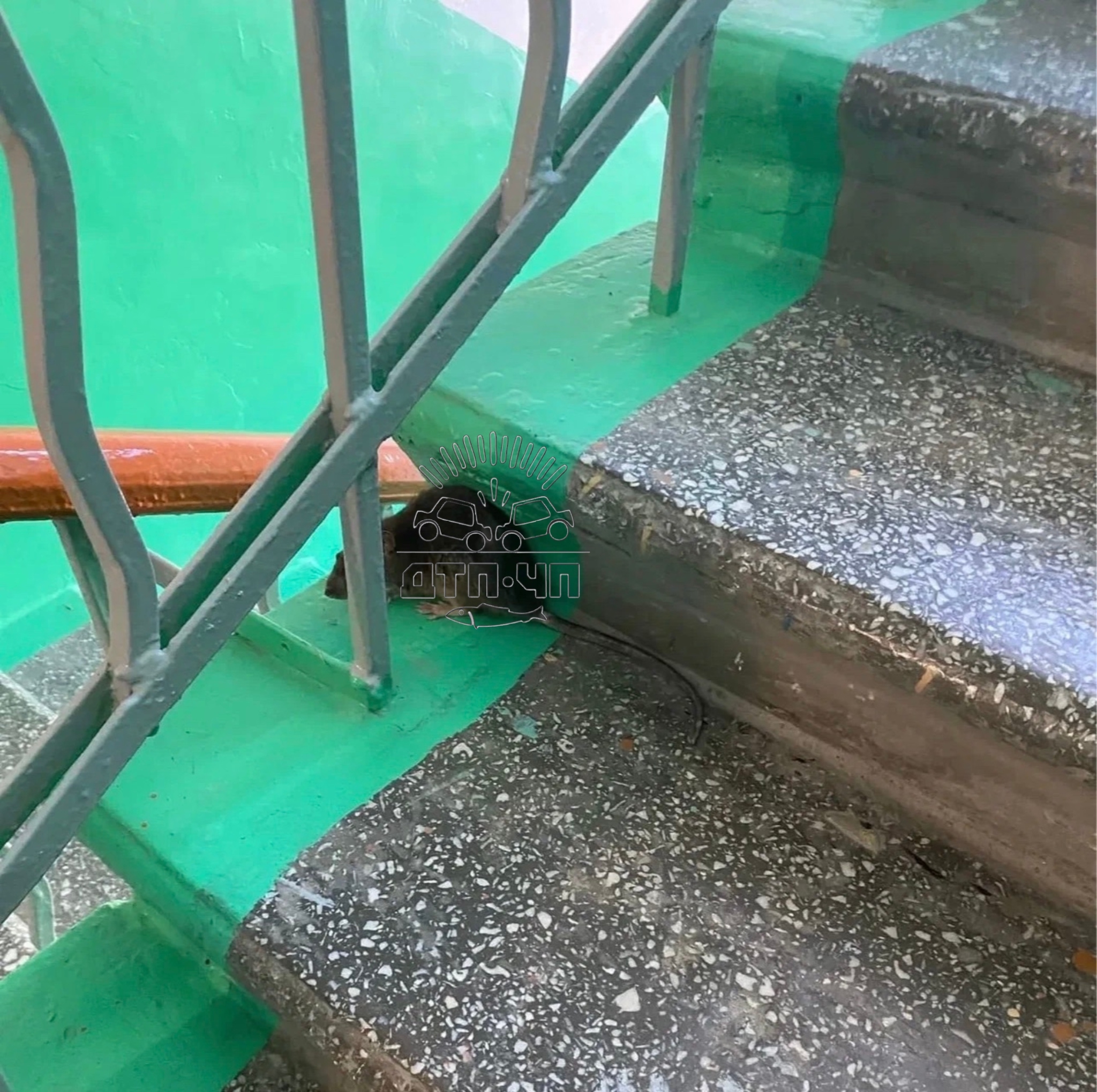 «Меня встречали на ступенях 5 крыс»: в подъезде мурманского дома перед жильцами дефилируют грызуны