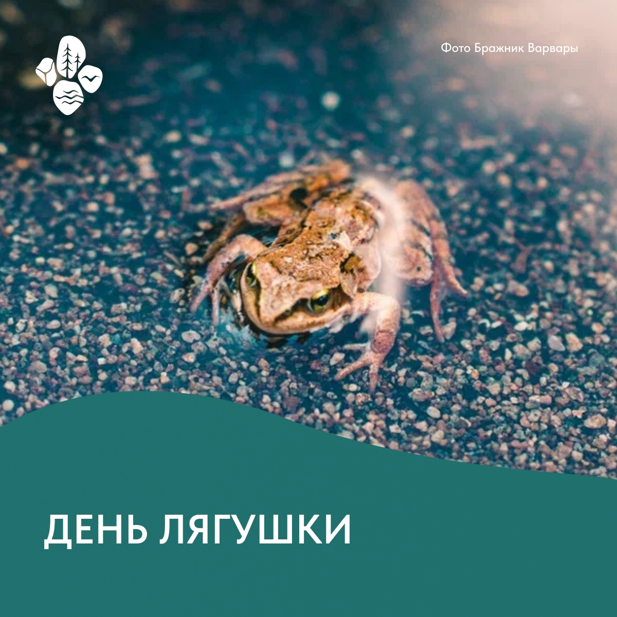Глицерин вместо крови и сон в сто пар: как мурманские лягушки превращаются в «лёд», чтобы пережить зиму