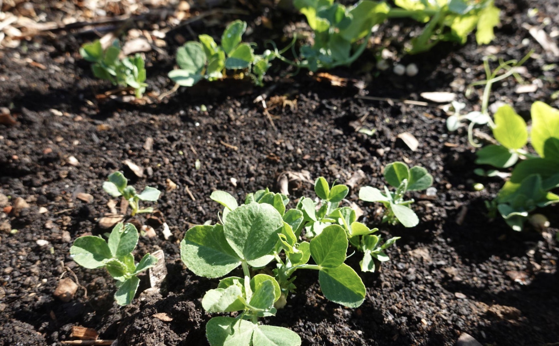 Когда сажать горох: 5 ошибок, которые лишают вас урожая
