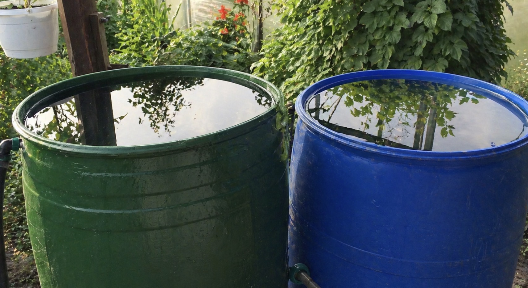 Вода в бочке зацвела? 3 простых приёма, которые реально работают всё лето