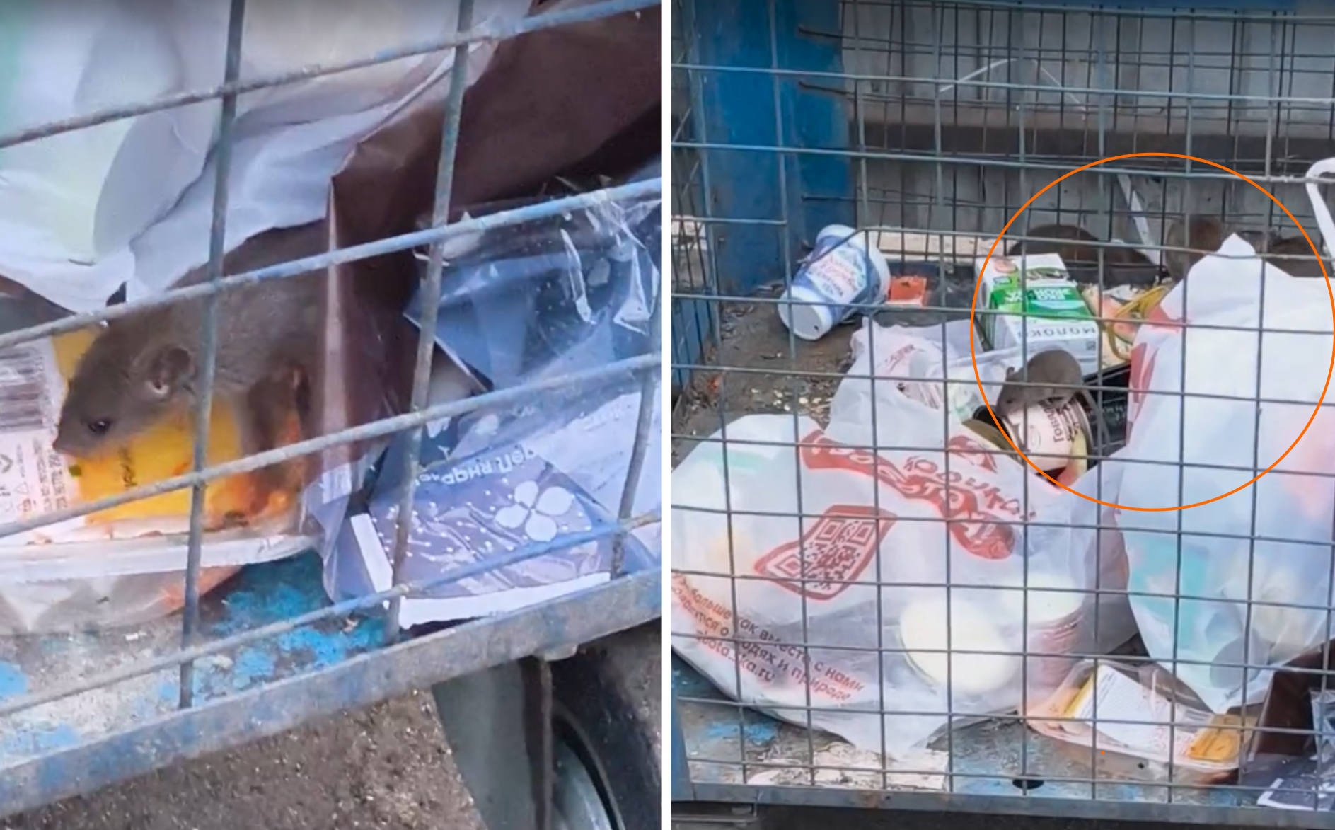 Грызуны в баках и мусор на дороге: во дворе мурманской пятиэтажки на Героев Рыбачьего кишат крысы
