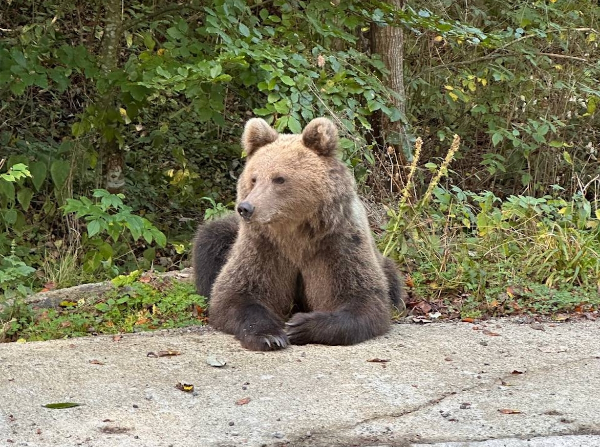 «Шастает по помойкам»: в районе Ёнского бродит голодный медведь – очевидцы