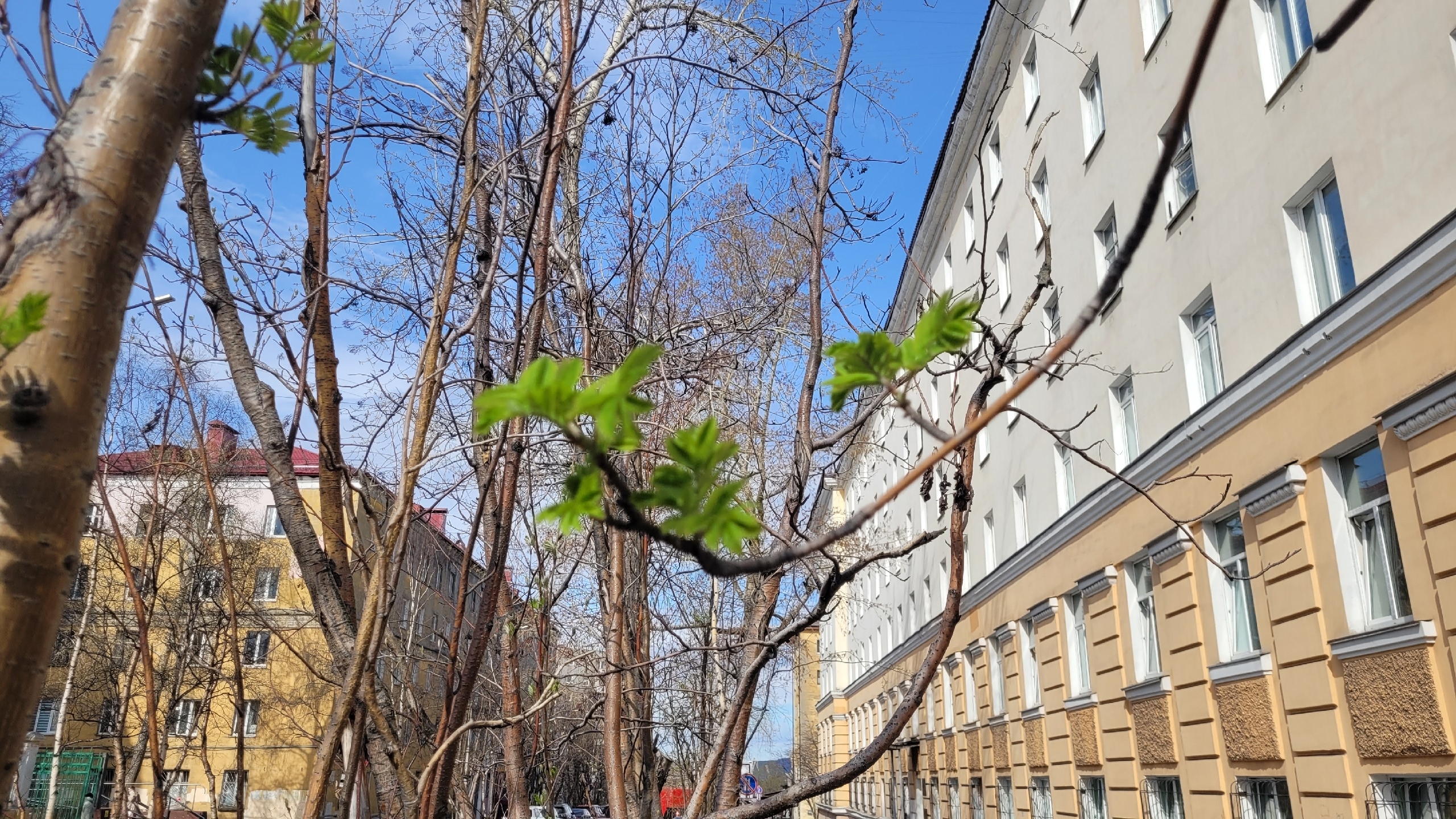 В Мурманск после рекордно дождливых выходных придёт потепление до +18 °