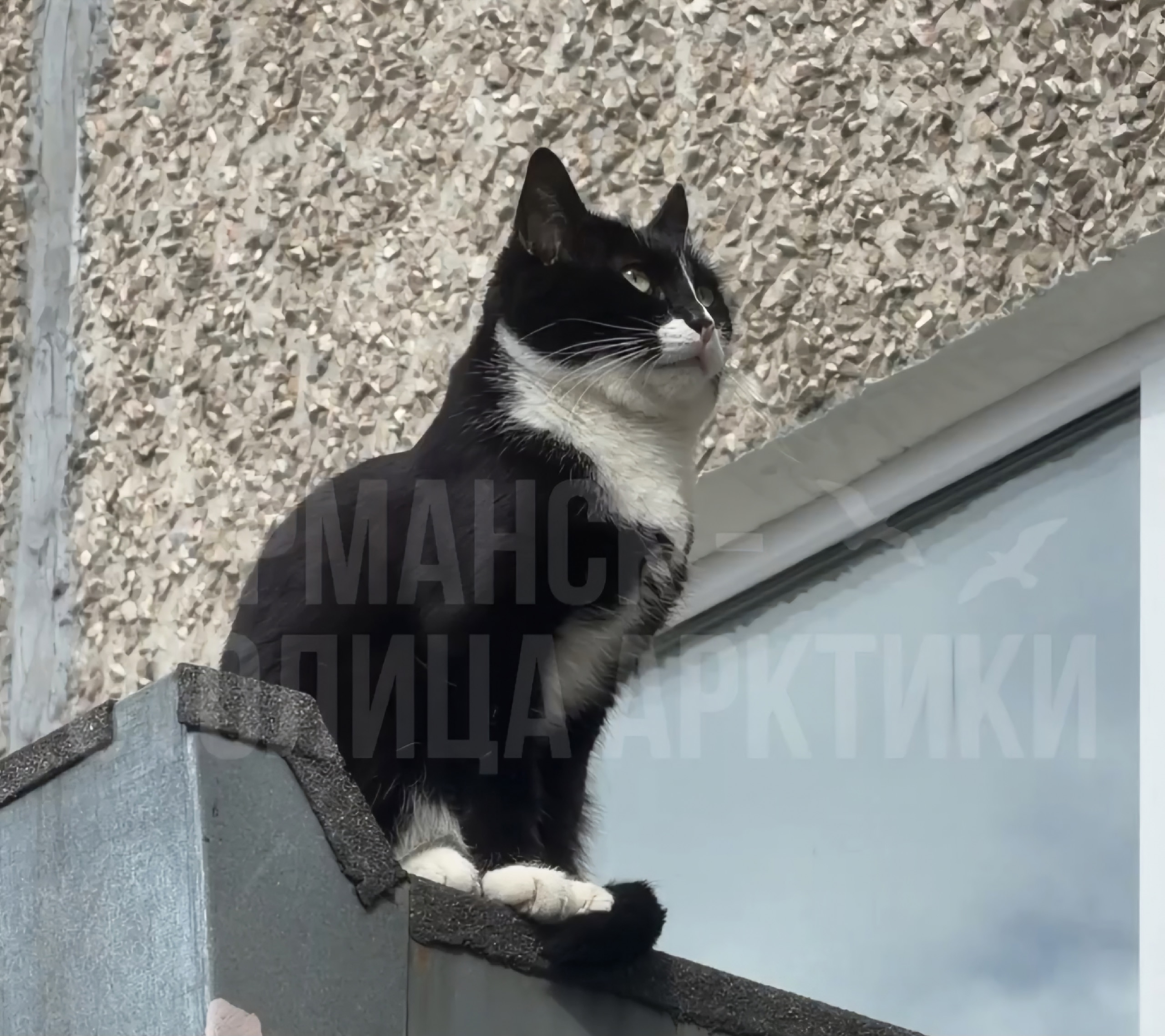 «Он на чиле»: в Мурманске кот на козырьке подъезда понапрасну всполошил прохожих
