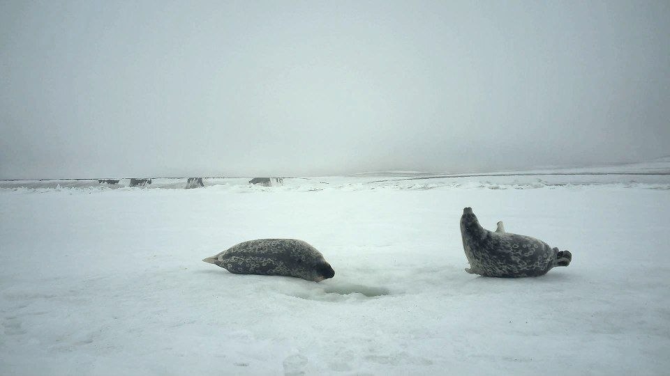 В заповеднике «Остров Врангеля» фотоловушка сняла дуэт очень упитанных нерп