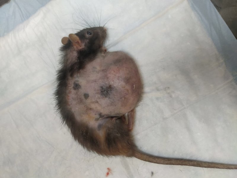 От огромной опухоли спасли крысу ветврачи в Североморске