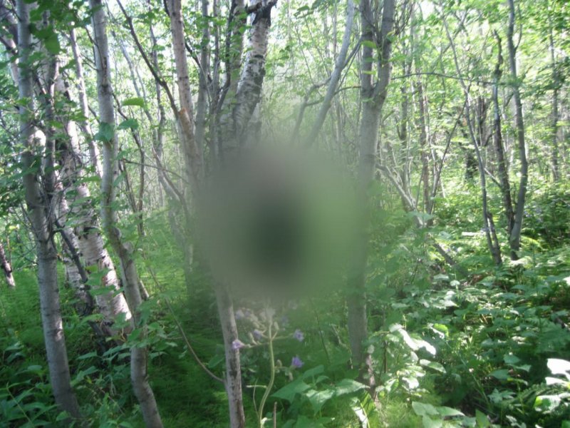Труп мужчины нашли в лесополосе в Североморске