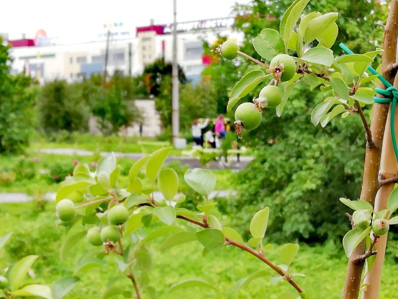 Яблоки зреют в центре Мурманска