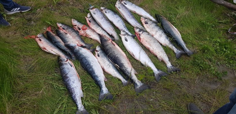 Браконьеров с солидным уловом семги поймали в Мурманской области