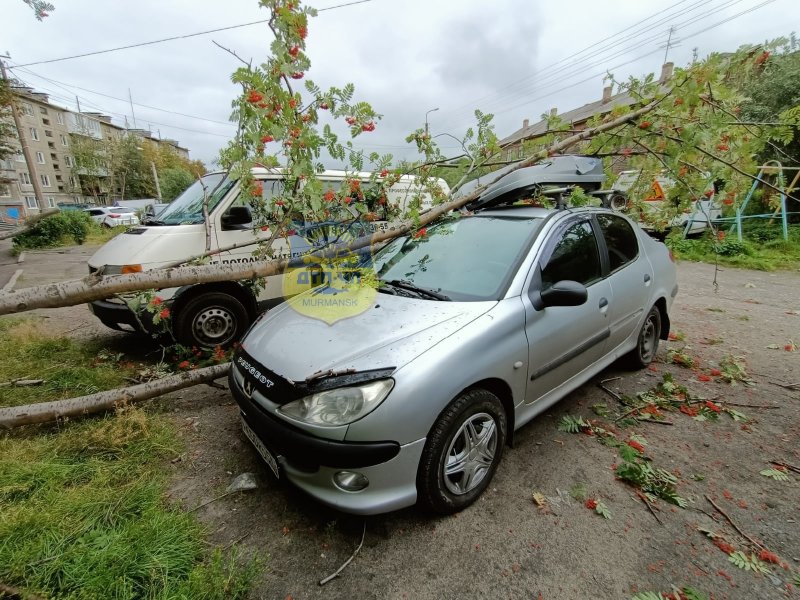 Дерево рухнуло на иномарку в Мурманске