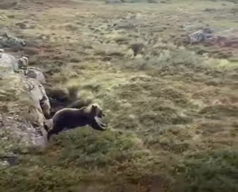 Медведь убегал от вертолета в Мурманской области