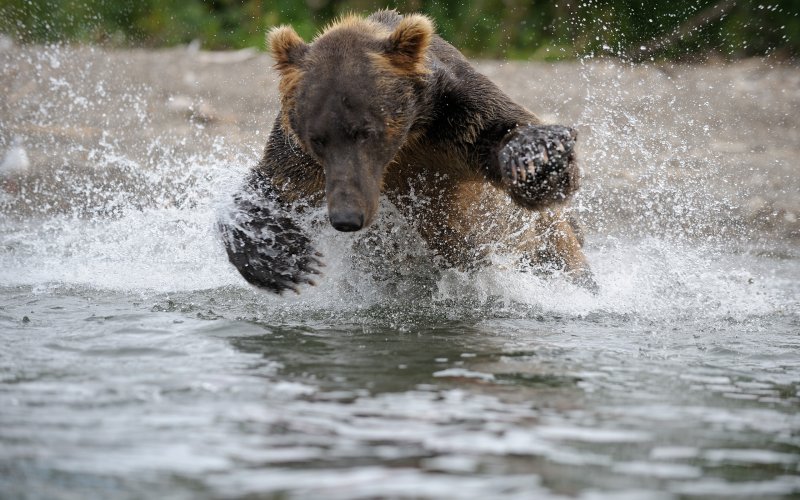Медведь убегал от вертолета в Мурманской области