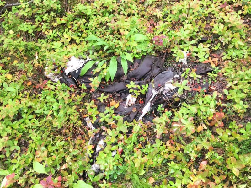 Останки девушки найдены в лесу возле Зверосовхоза