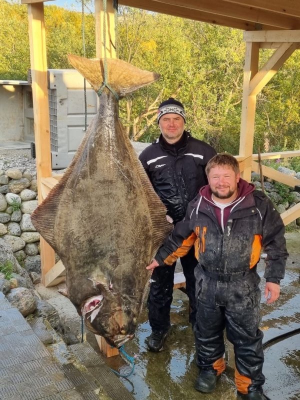 Рыбаки поймали палтуса в 90 кг в Баренцевом море