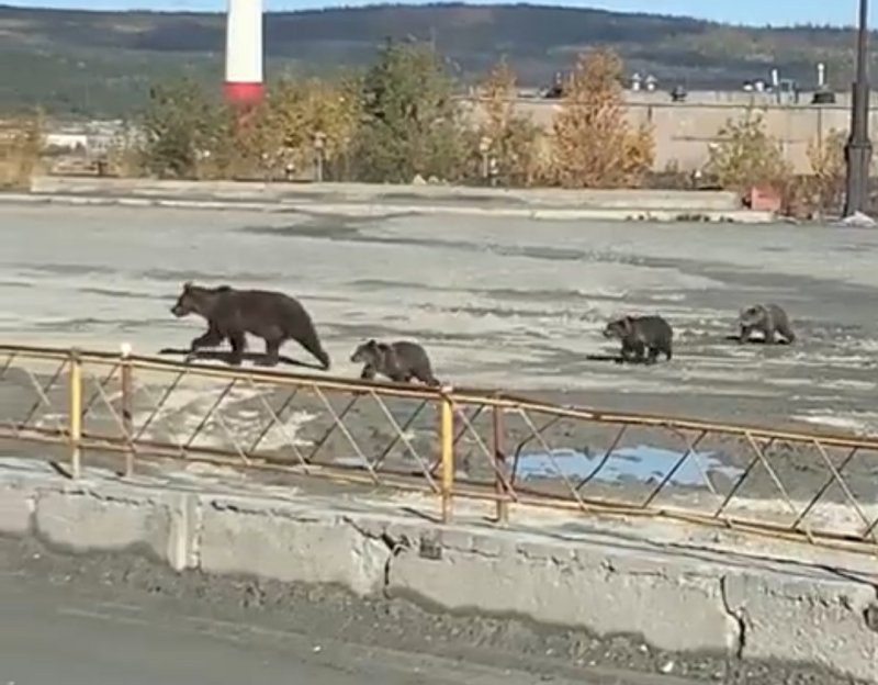 Медвежья семья бродила по промплощадке в Ковдоре