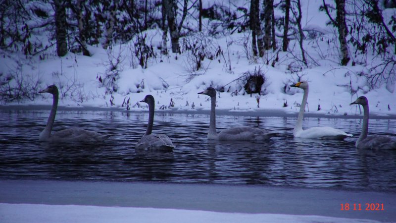 Лебеди не хотят улетать из Ковдорского района