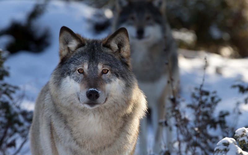 Волк крадет собак в Оленегорске