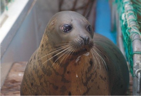 Мурманчане подписали петицию против закрытия океанариума