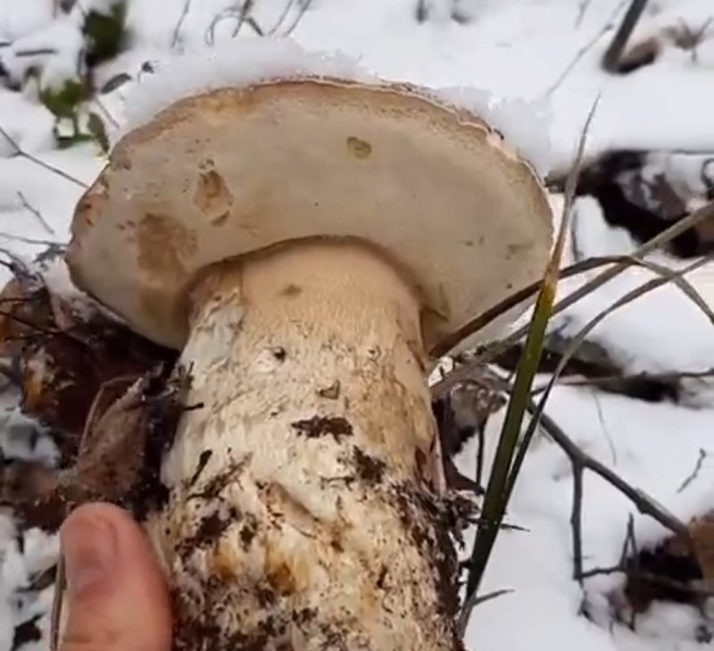 Белые грибы-подснежники собирают в Мурманской области