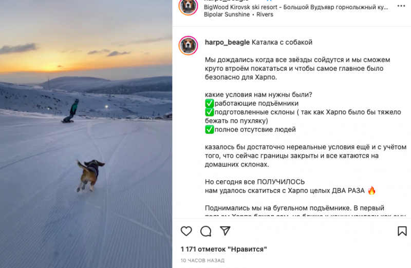 Собака-блогер прилетела в Кировск