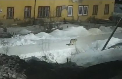 Волк разгуливает по улицам Зареченска