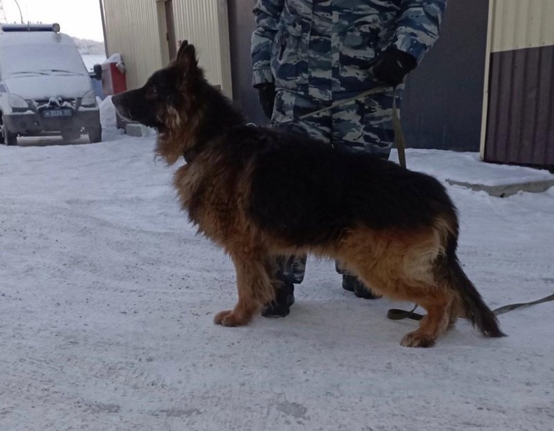 Стать хозяевами служебных собак полиции могут жители Мурманской области