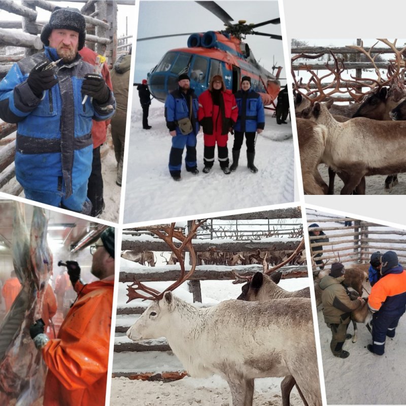 Вакцинация северных оленей против сибирской язвы началась в Мурманской области