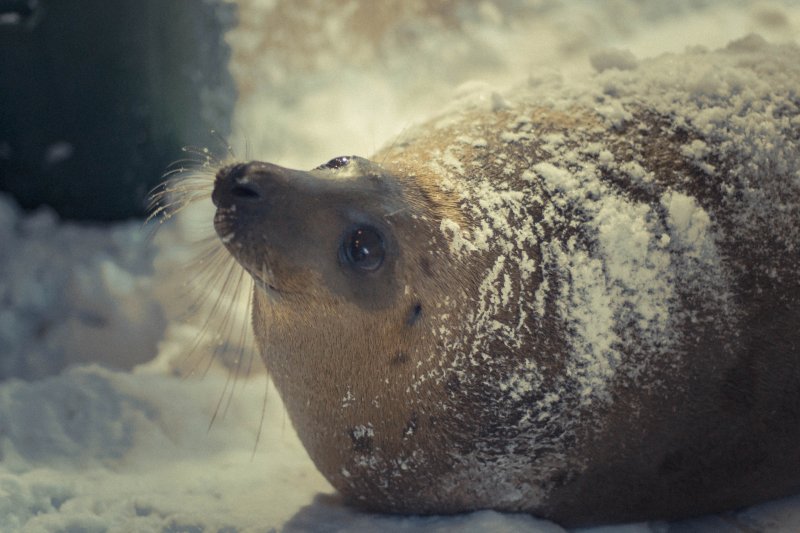 Сегодня День рождения у самого скромного тюленя Мурманского океанариума