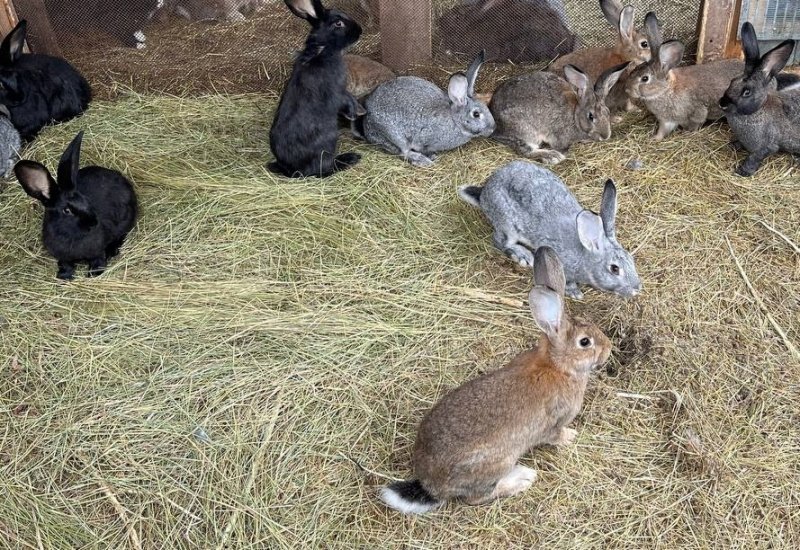 Мончегорец откроет кроличью ферму благодаря «Гектару в Арктике»