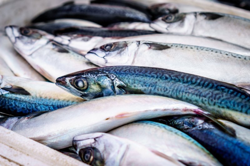 700 тонн рыбы купили северяне на ярмарке «Наша рыба»