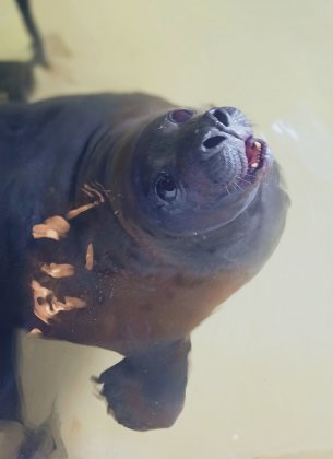 Сегодня День рождения у самого скромного тюленя Мурманского океанариума