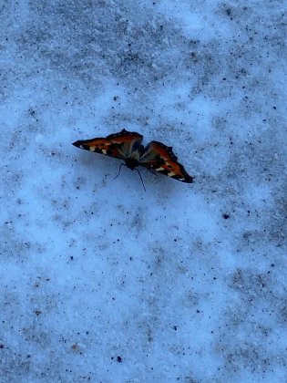Как просыпаются бабочки — рассказали сотрудники Кандалакшского заповедника