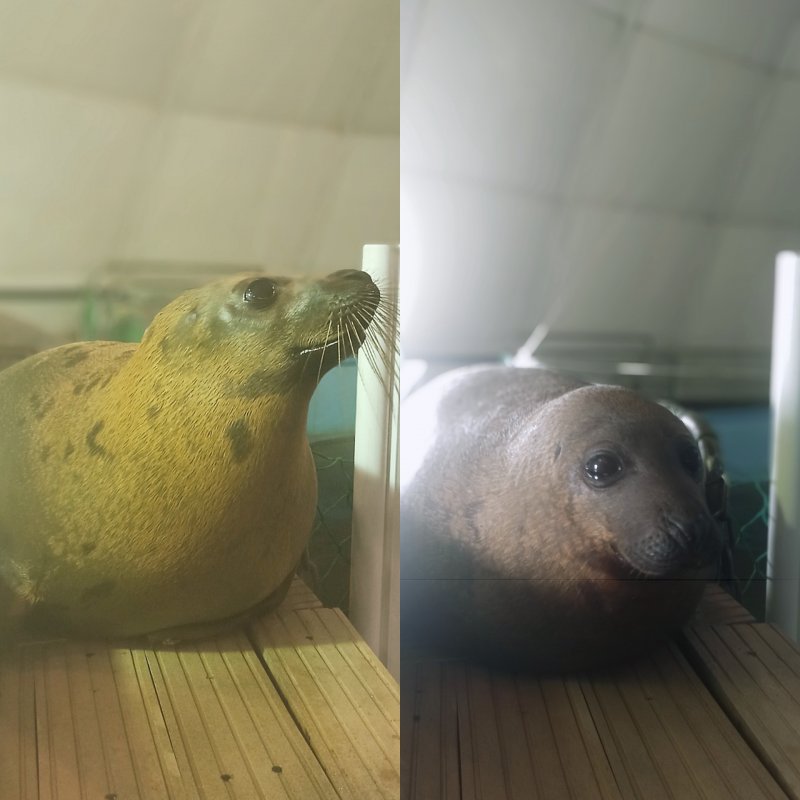 Лишился усов тюлень в океанариуме Мурманска