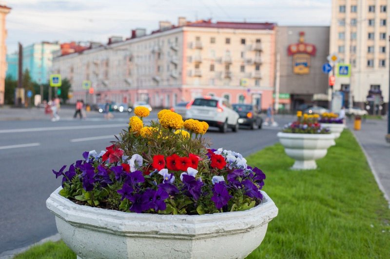 23 тысячи цветов высадят в центре Мурманска