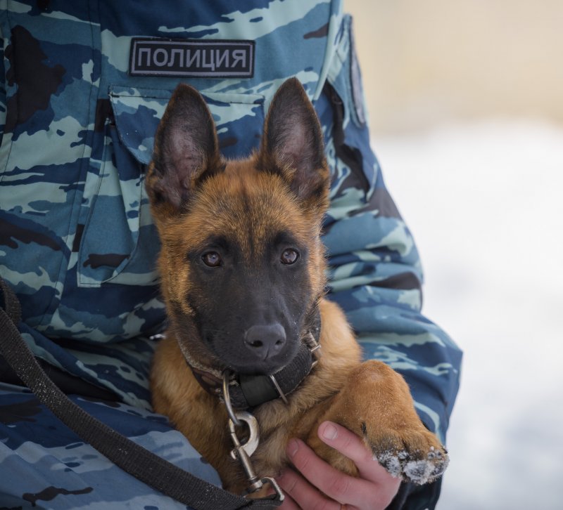 Виннер Хунд готовится стать служебной собакой полиции Мурманской области