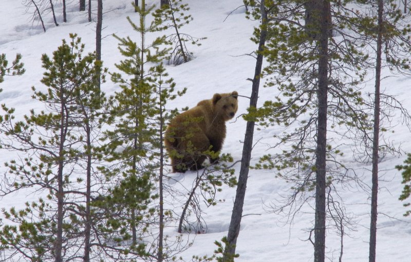 Следы медведя заметили неподалеку от Умбы