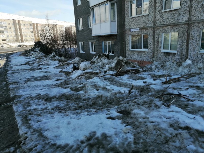 В Кировске повредили деревья во время уборки снега
