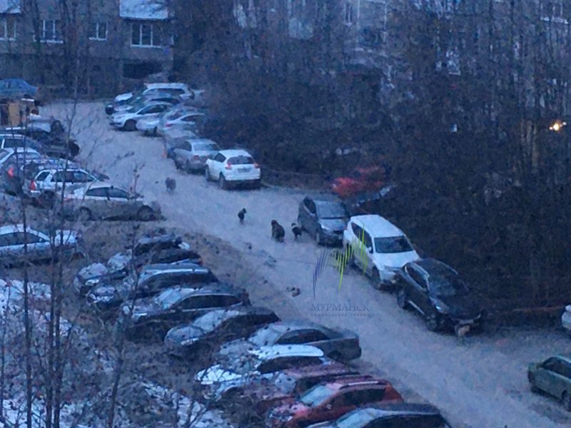 Бродячие собаки продолжают пугать мурманчан