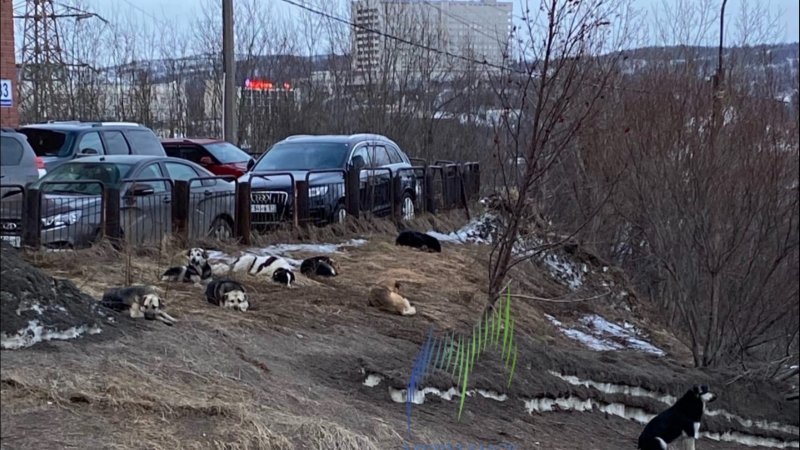 Улицу в Мурманске оккупировали бездомные собаки