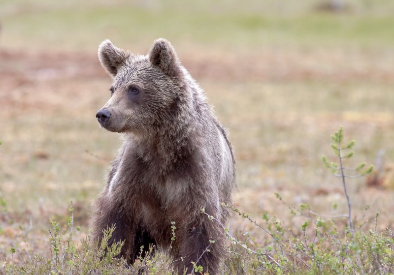 Медвежонок-одиночка бегает неподалеку от Териберки