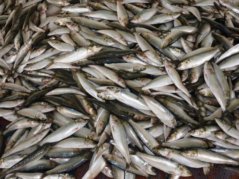 «Фантом» оформил ветдокументы на 22 тонны рыбы в Мурманске