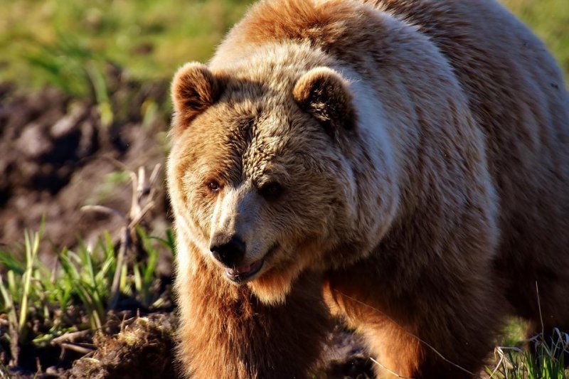 Медведь бродил рядом с палаткой туристов в Териберке
