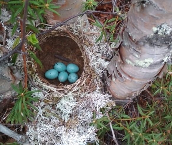 Гнездо с бирюзовыми яйцами нашли в «Пасвике»