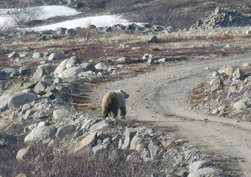 Медведь бродит на окраинах Североморска